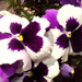 pansies